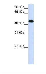 MKRN2 Antibody - Transfected 293T cell lysate. Antibody concentration: 1.0 ug/ml. Gel concentration: 12%.  This image was taken for the unconjugated form of this product. Other forms have not been tested.