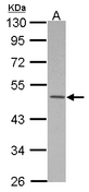 MKRN2 Antibody - Sample (30 ug of whole cell lysate) A: HeLa 10% SDS PAGE MKRN2 antibody diluted at 1:500