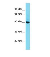 MKX Antibody - Western blot of Mouse Liver. Mkx antibody dilution 1.0 ug/ml.  This image was taken for the unconjugated form of this product. Other forms have not been tested.