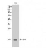 MLANA / Melan-A Antibody - Western blot of Melan-A antibody