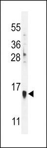 MLANA / Melan-A Antibody - MART-1/Melan-A Antibody western blot of HL-60 cell line lysates (35 ug/lane). The MART-1/Melan-A antibody detected the MART-1/Melan-A protein (arrow).