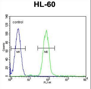 MLANA / Melan-A Antibody - MART-1/Melan-A Antibody flow cytometry of HL-60 cells (right histogram) compared to a negative control cell (left histogram). FITC-conjugated goat-anti-rabbit secondary antibodies were used for the analysis.
