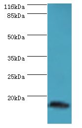 MLANA / Melan-A Antibody - Western blot. All lanes: MLANA Antibody at 12 ug/ml+HeLa whole cell lysate. Secondary antibody: Goat polyclonal to rabbit at 1:10000 dilution. Predicted band size: 13 kDa. Observed band size: 13 kDa.  This image was taken for the unconjugated form of this product. Other forms have not been tested.