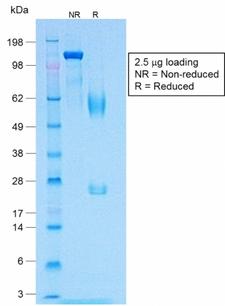 MLANA / Melan-A Antibody - SDS-PAGE Analysis of Purified MART-1 Rabbit Recombinant Monoclonal Antibody (MLANA/1409R). Confirmation of Purity and Integrity of Antibody.