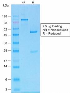 MLANA / Melan-A Antibody - SDS-PAGE Analysis of Purified MART-1 Rabbit Recombinant Monoclonal Antibody (MLANA/1761R). Confirmation of Purity and Integrity of Antibody.