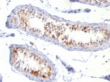 MLANA / Melan-A Antibody - Formalin-fixed, paraffin-embedded human testis stained with Melan-A antibody (MLANA/788).  This image was taken for the unmodified form of this product. Other forms have not been tested.