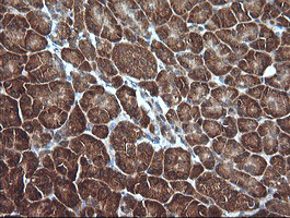 MLANA / Melan-A Antibody - IHC of paraffin-embedded Human pancreas tissue using anti-MLANA mouse monoclonal antibody.