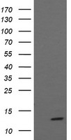 MLANA / Melan-A Antibody - HEK293T cells were transfected with the pCMV6-ENTRY control (Left lane) or pCMV6-ENTRY MLANA (Right lane) cDNA for 48 hrs and lysed. Equivalent amounts of cell lysates (5 ug per lane) were separated by SDS-PAGE and immunoblotted with anti-MLANA.