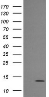 MLANA / Melan-A Antibody - HEK293T cells were transfected with the pCMV6-ENTRY control (Left lane) or pCMV6-ENTRY MLANA (Right lane) cDNA for 48 hrs and lysed. Equivalent amounts of cell lysates (5 ug per lane) were separated by SDS-PAGE and immunoblotted with anti-MLANA.