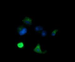 MLANA / Melan-A Antibody - Anti-MLANA mouse monoclonal antibody immunofluorescent staining of COS7 cells transiently transfected by pCMV6-ENTRY MLANA.
