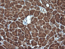 MLANA / Melan-A Antibody - IHC of paraffin-embedded Human pancreas tissue using anti-MLANA mouse monoclonal antibody.