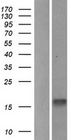 MLANA / Melan-A Protein - Western validation with an anti-DDK antibody * L: Control HEK293 lysate R: Over-expression lysate