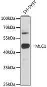 MLC1 / MLC Antibody - Western blot analysis of extracts of SH-SY5Y cells, using MLC1 antibody at 1:3000 dilution. The secondary antibody used was an HRP Goat Anti-Rabbit IgG (H+L) at 1:10000 dilution. Lysates were loaded 25ug per lane and 3% nonfat dry milk in TBST was used for blocking. An ECL Kit was used for detection and the exposure time was 30s.