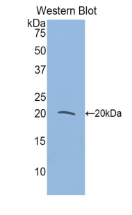 MLC2 / MYL9 Antibody - Western blot of recombinant MLC2 / MYL9.  This image was taken for the unconjugated form of this product. Other forms have not been tested.