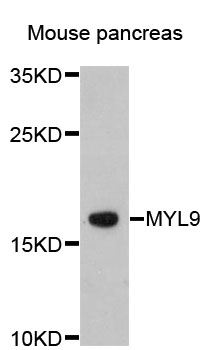 MLC2 / MYL9 Antibody - Western blot analysis of extracts of Mouse pancreas cells.