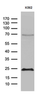 MLC3F / MYL1 Antibody - Western blot analysis of extracts. (35ug) from K562 cell line by using anti-MYL1 monoclonal antibody. (1:500)