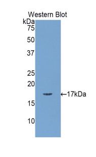MLC3F / MYL1 Antibody - Western blot of recombinant MLC3F / MYL1.  This image was taken for the unconjugated form of this product. Other forms have not been tested.