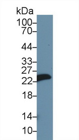 MLC3F / MYL1 Antibody - Western Blot; Sample: Mouse Skin lysate; Primary Ab: 1µg/ml Rabbit Anti-Rat MYL1 Antibody Second Ab: 0.2µg/mL HRP-Linked Caprine Anti-Rabbit IgG Polyclonal Antibody