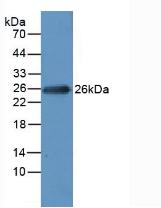 MLC3F / MYL1 Antibody - Western Blot; Sample: Rat Heart Tissue.