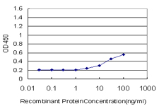 MLC3F / MYL1 Antibody - Detection limit for recombinant GST tagged MYL1 is approximately 3 ng/ml as a capture antibody.