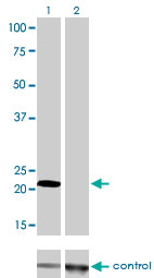 MLC3F / MYL1 Antibody - Western blot of MYL1 over-expressed 293 cell line, cotransfected with MYL1 Validated Chimera RNAi (Lane 2) or non-transfected control (Lane 1). Blot probed with MYL1 monoclonal antibody, clone 2D9. GAPDH ( 36.1 kD ) used as specificity an.