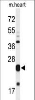 MLF1 Antibody - Western blot of MLF1 Antibody in mouse heart tissue lysates (35 ug/lane). MLF1 (arrow) was detected using the purified antibody.