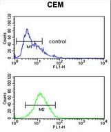 MLF1 Antibody - MLF1 Antibody flow cytometry of CEM cells (bottom histogram) compared to a negative control cell (top histogram). FITC-conjugated goat-anti-rabbit secondary antibodies were used for the analysis.