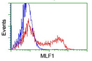 MLF1 Antibody - HEK293T cells transfected with either overexpress plasmid (Red) or empty vector control plasmid (Blue) were immunostained by anti-MLF1 antibody, and then analyzed by flow cytometry.