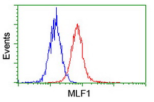 MLF1 Antibody - Flow cytometry of HeLa cells, using anti-MLF1 antibody (Red), compared to a nonspecific negative control antibody (Blue).