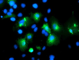 MLF1 Antibody - Anti-MLF1 mouse monoclonal antibody immunofluorescent staining of COS7 cells transiently transfected by pCMV6-ENTRY MLF1.