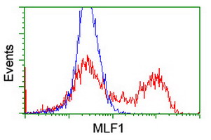 MLF1 Antibody - HEK293T cells transfected with either overexpress plasmid (Red) or empty vector control plasmid (Blue) were immunostained by anti-MLF1 antibody, and then analyzed by flow cytometry.