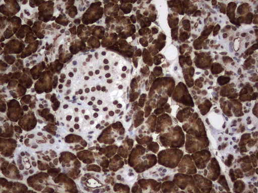 MLF1 Antibody - Immunohistochemical staining of paraffin-embedded Human pancreas tissue using anti-MLF1 mouse monoclonal antibody.  heat-induced epitope retrieval by 1 mM EDTA in 10mM Tris, pH8.0, 120C for 3min)