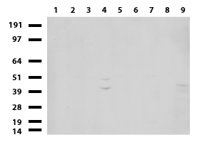 MLF1 Antibody - Western blot of cell lysates. (35ug) from 9 different cell lines. (1: HepG2, 2: HeLa, 3: SV-T2, 4: A549. 5: COS7, 6: Jurkat, 7: MDCK, 8: PC-12, 9: MCF7).