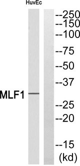 MLF1 Antibody - Western blot of extracts from HUVEC cells, using MLF1 antibody.