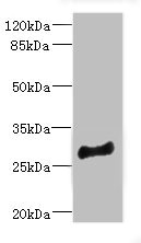MLF1 Antibody - Western blot All Lanes: MLF1 antibody at 4.05ug/ml+ Mouse brain tissue Goat polyclonal to rabbit at 1/10000 dilution Predicted band size: 31,24,34,28,30 kDa Observed band size: 31 kDa
