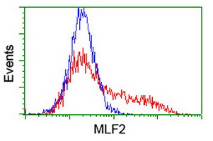 MLF2 Antibody - HEK293T cells transfected with either overexpress plasmid (Red) or empty vector control plasmid (Blue) were immunostained by anti-MLF2 antibody, and then analyzed by flow cytometry.