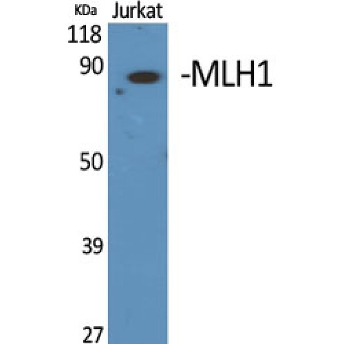 MLH1 Antibody - Western blot of MLH1 antibody