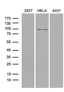 MLH1 Antibody - Western blot analysis of extracts. (35ug) from 3 different cell lines by using anti-MLH1 monoclonal antibody. (1:500)