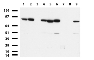 MLH1 Antibody - Western blot of cell lysates. (35ug) from 9 different cell lines. (1: HepG2, 2: HeLa, 3: SV-T2, 4: A549. 5: COS7, 6: Jurkat, 7: MDCK, 8: PC-12, 9: MCF7).