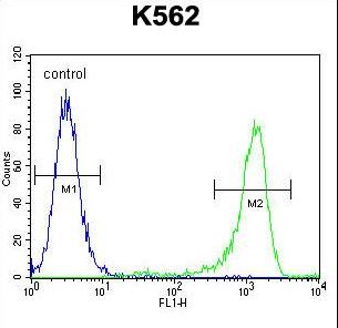 MLH1 Antibody - MLH1 Antibody flow cytometry of K562 cells (right histogram) compared to a negative control cell (left histogram). FITC-conjugated goat-anti-rabbit secondary antibodies were used for the analysis.