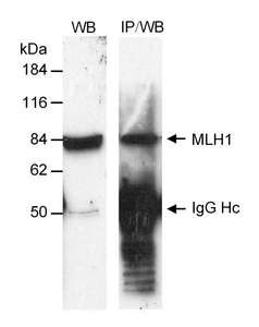 MLH1 Antibody - Detection of Human MLH1 by Western Blot. Sample: Nuclear extract (50 ug for WB; 1 mg for IP) from HeLa cells. Antibody: Affinity purified rabbit anti-MLH1 used at 1 ug/ml for WB and 5 ug/mg lysate for IP. Detection: Chemiluminescence.