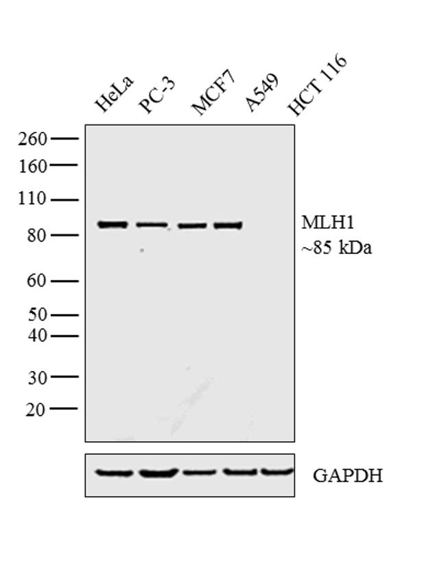 MLH1 Antibody - MLH1 Antibody in Western Blot (WB)