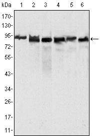 MLH1 Antibody - MLH1 Antibody in Western Blot (WB)
