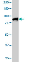 MLH1 Antibody - Western blot of MLH1 expression in HeLa nuclear extract.