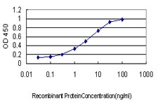 MLH1 Antibody - Detection limit for recombinant GST tagged MLH1 is approximately 0.03 ng/ml as a capture antibody.