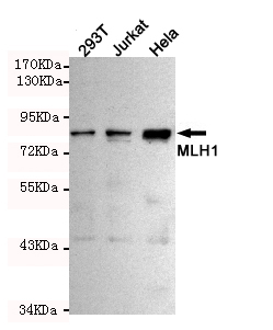 MLH1 Antibody - Western blot detection of MLH1 in HeLa, 293T and Jurkat cell lysates using MLH1 mouse monoclonal antibody (1:500 dilution). Predicted band size: 85KDa. Observed band size:85KDa.