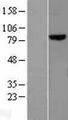MLH1 Protein - Western validation with an anti-DDK antibody * L: Control HEK293 lysate R: Over-expression lysate