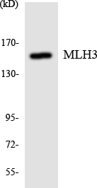 MLH3 Antibody - Western blot analysis of the lysates from Jurkat cells using MLH3 antibody.