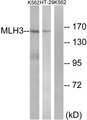 MLH3 Antibody - Western blot analysis of lysates from K562 and HT-29 cells, using MLH3 Antibody. The lane on the right is blocked with the synthesized peptide.