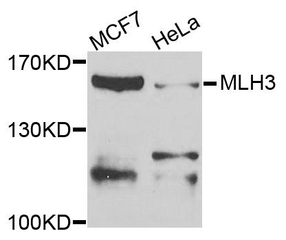 MLH3 Antibody - Western blot analysis of extracts of various cells.